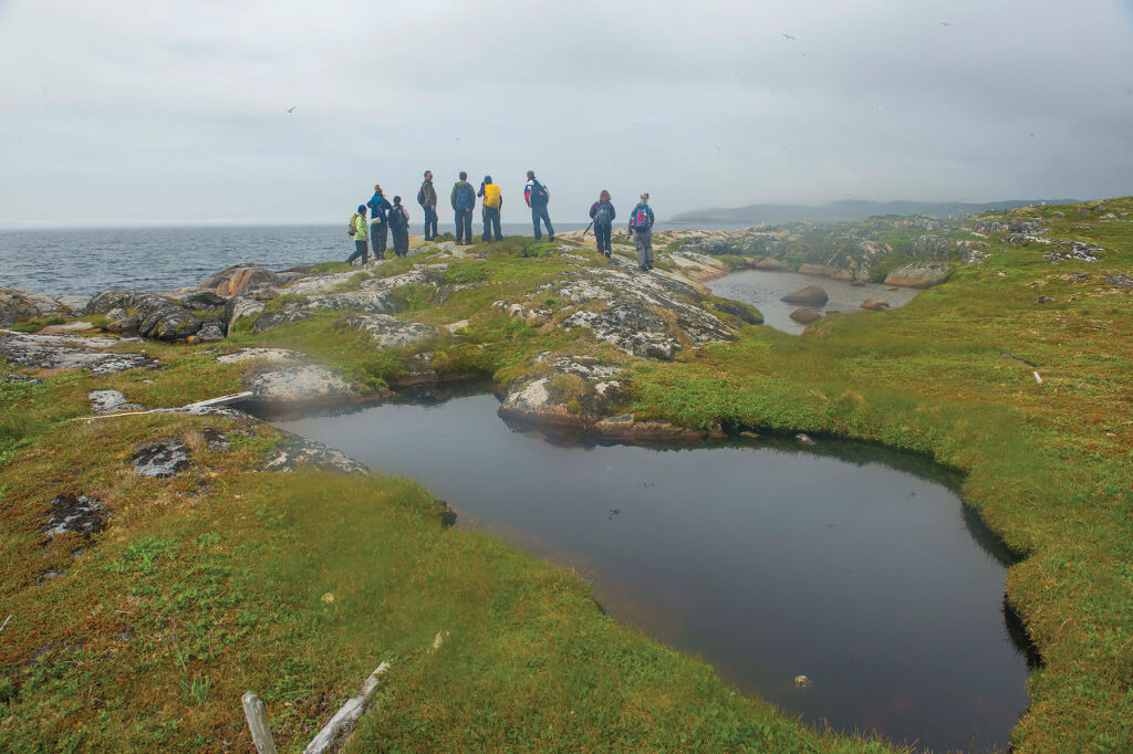 Interns counting Common Eider nests, Saddle Island, Labrador
