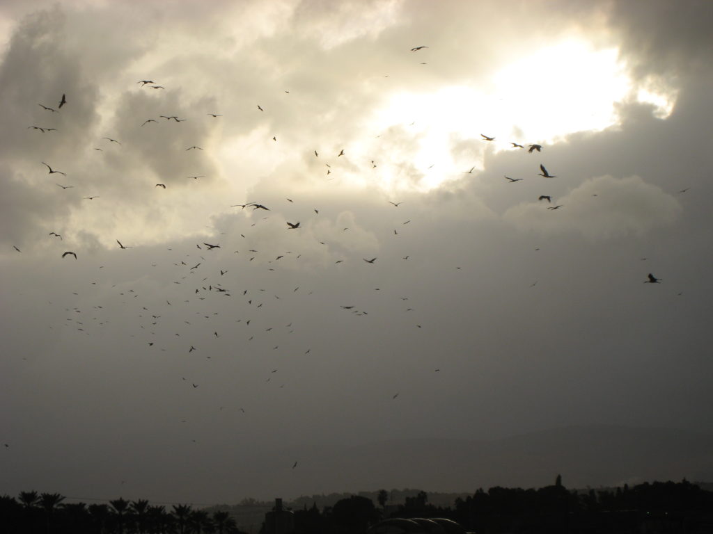 regional flyway