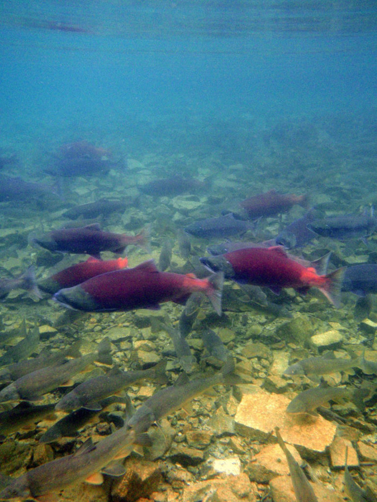 Sockeye salmon